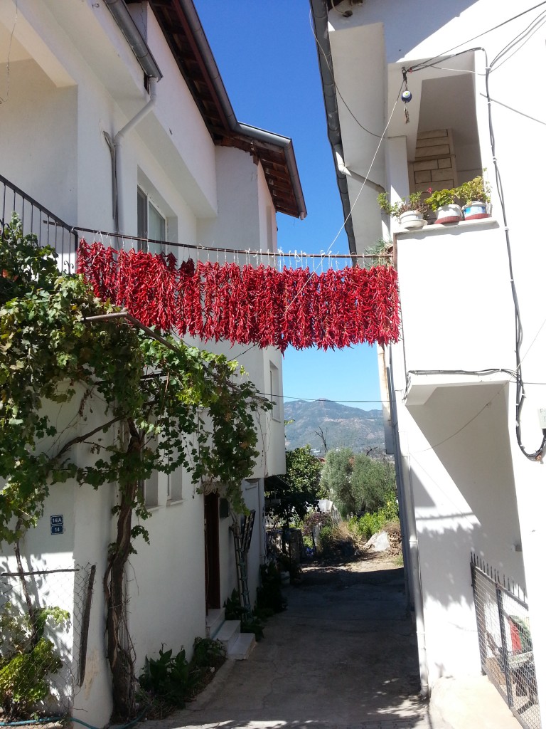 chilies drying in Üzümlü 