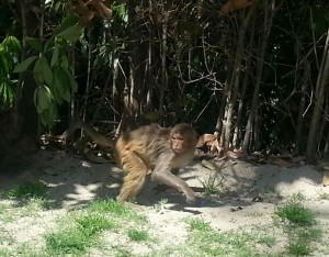 Monkey at Gokrana