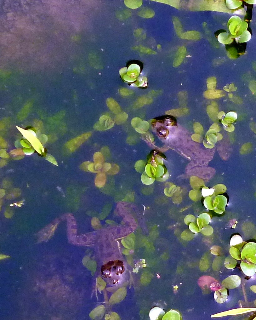 A puddle full of frogs