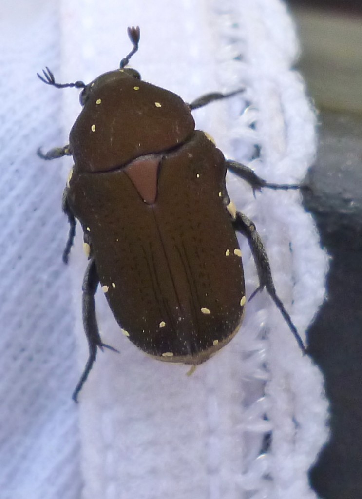 A friendly beetle
